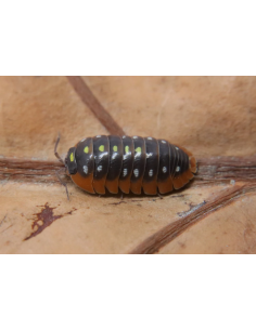 x 12 Payasitos Isopodos -...
