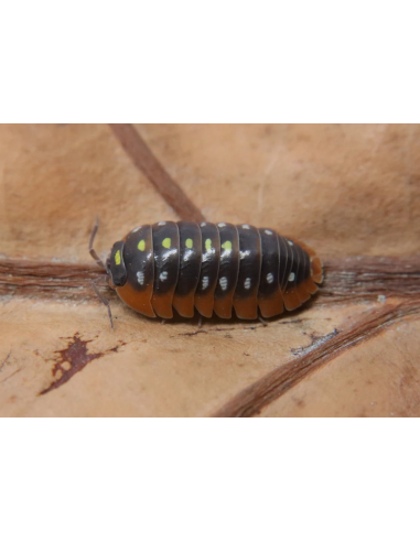 armadillidium klugii montenegro