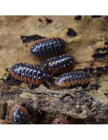 x 12 Payasitos Isopodos - Montenegro...