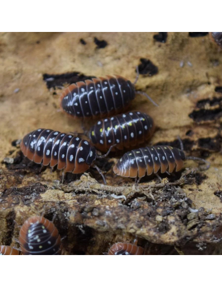 x 12 Payasitos Isopodos - Montenegro (Armadillidium klugii) HAROLD'S SHOP tienda de Isopodos en Veracruz - Bichos Bola venta