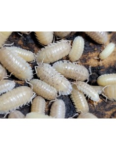 x 12 Isopodos ''Perla''...