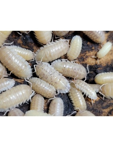 x 12 Isopodos ''Perla'' Armadillidium nasatum ''pearl'' Venta de Isopodos on-line