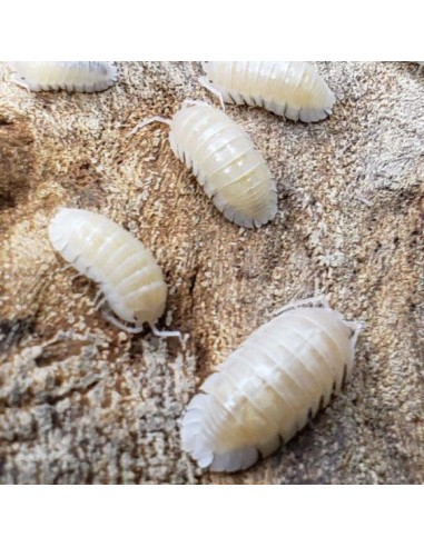 armadillidium nasatum pearl