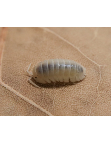 x 12 Isopodos ''Perla'' Armadillidium nasatum...