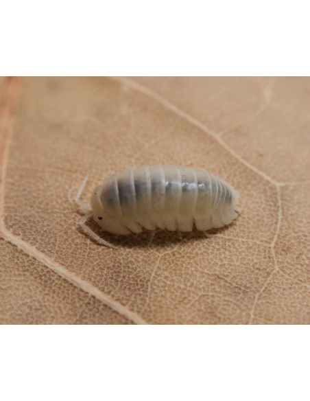 armadillidium nasatum pearl