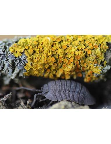 armadillidium peraccae