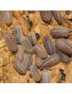 armadillidium peraccae 2