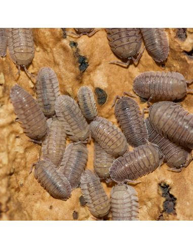 armadillidium peraccae