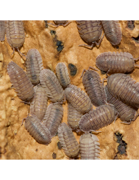 armadillidium peraccae