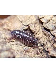 armadillidium klugii pudding