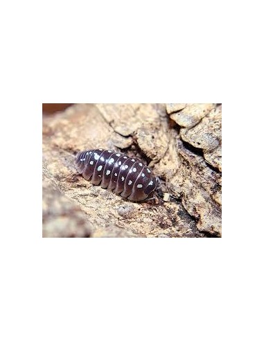 armadillidium klugii pudding