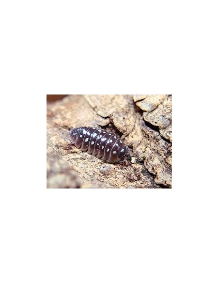 12 Isopodos ''Pudin'' (Armadillidium kluggi ''Pudding'') Venta en Mexico de Insectos - Bioactivo