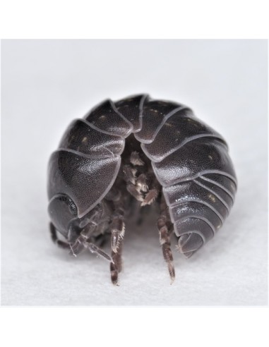 Armadillidium vulgare cochinilla comun