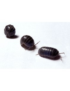 x 40 Isopodos ''Salvajes''... 2