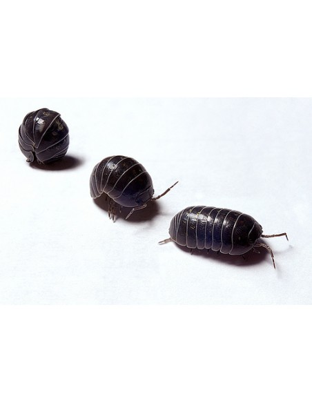 x 40 Isopodos ''Salvajes'' (Armadillidium vulgare) Venta de isopodos o Cochinillas para terrarios bioactivos