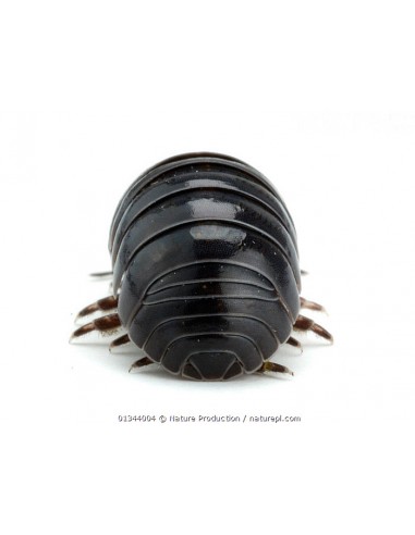 Armadillidium vulgare cochinilla comun