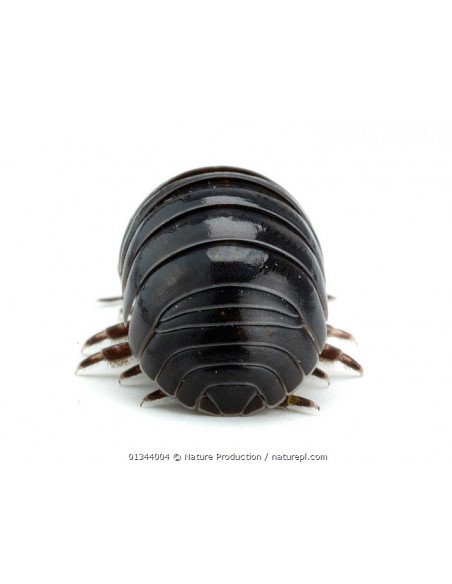 x 40 Isopodos ''Salvajes'' (Armadillidium vulgare) Venta de isopodos o Cochinillas para terrarios bioactivos