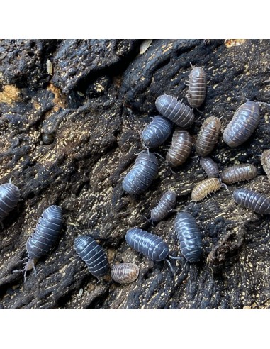 x 40 Isopodos ''Salvajes'' (Armadillidium...