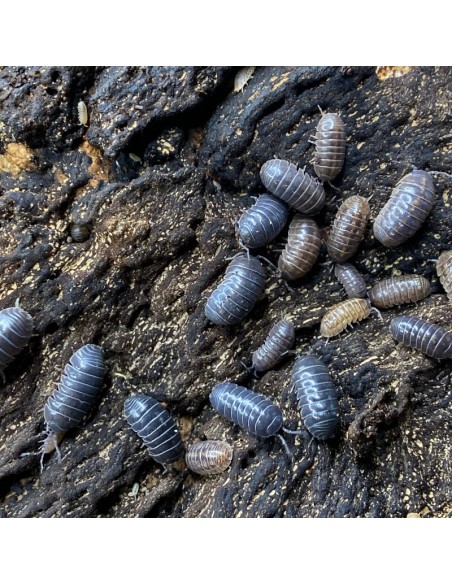x 40 Isopodos ''Salvajes'' (Armadillidium vulgare) Venta de isopodos o Cochinillas para terrarios bioactivos