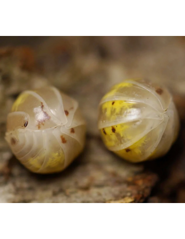 Armadillidium vulgare dalmata naranja