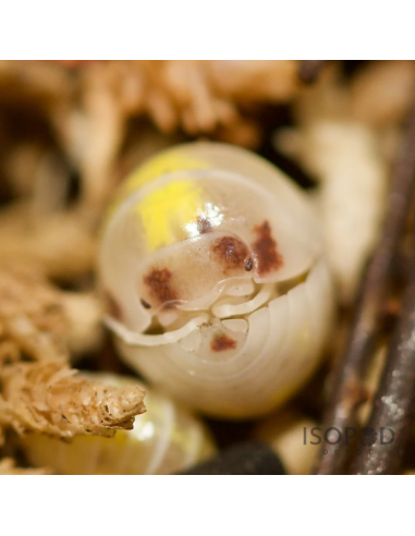 Armadillidium vulgare dalmata naranja
