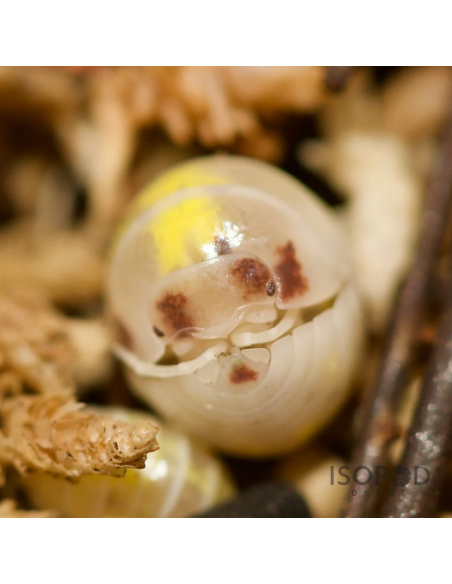 Armadillidium vulgare dalmata naranja