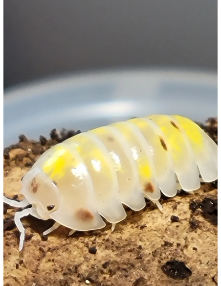 12 Cochinillas Vulgare ''Dalmata naranja'' Armadillidium vulgare ''dalmata naranja'' Isopodos Orange dalmatian - Isopodos