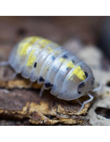 12 Isopodos ''Pocion Magica'' USA (Armadillidium vulgare) Magic potion - Isopodo Venta en Mexico latinoamerica