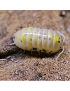 12 Isopodos ''Pocion... 2