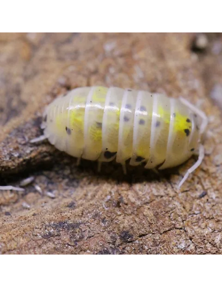 12 Isopodos ''Pocion Magica'' USA (Armadillidium vulgare) Magic potion - Isopodo Venta en Mexico latinoamerica
