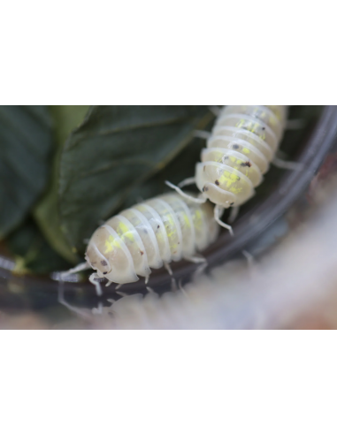 armadillidium vulgare Magic potion-Pocion...