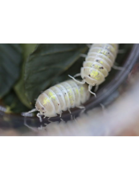 12 Isopodos ''Pocion Magica'' USA (Armadillidium vulgare) Magic potion - Isopodo Venta en Mexico latinoamerica
