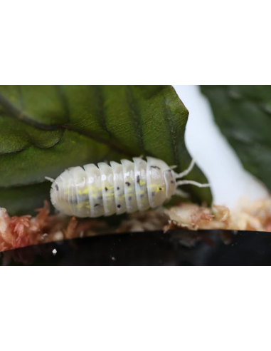 armadillidium vulgare Magic potion-Pocion...