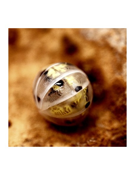 armadillidium vulgare Magic potion Pocion magica japonesa