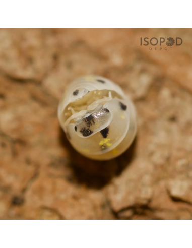 armadillidium vulgare Magic potion Pocion...