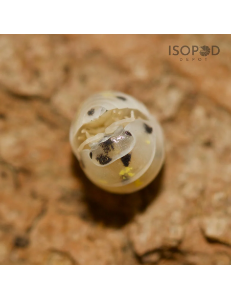 12 Isopodos Pocion Magica Japonesa (Armadillidium vulgare) Magic potion Venta por internet en Mexico de Isopodos