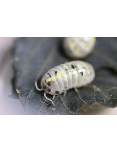 armadillidium vulgare Magic... 2