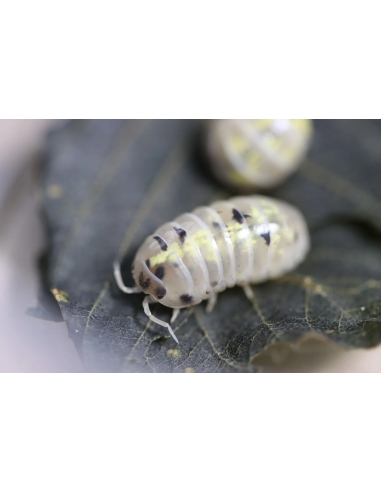 armadillidium vulgare Magic potion Pocion...