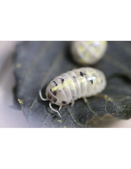 armadillidium vulgare Magic potion Pocion magica japonesa