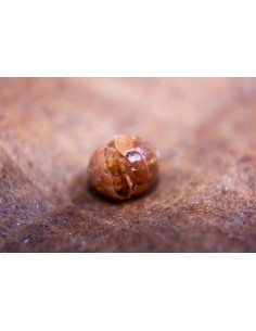 Armadillidium vulgare vigor...