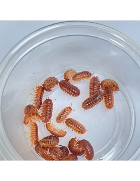 12 Isopodos ''Orange vigor'' Cochinillas color naranja intenso de Armadillidium vulgare - Isopodos en Mexico compra
