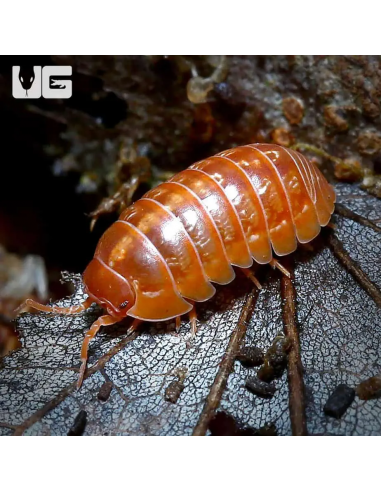 Armadillidium vulgare vigor naranja