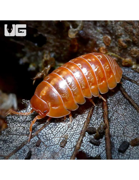12 Isopodos ''Orange vigor'' Cochinillas color naranja intenso de Armadillidium vulgare - Isopodos en Mexico compra