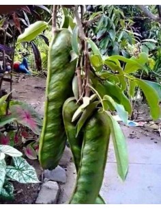 1 Arbol de Jinicuil (Inga xalapensis) Chalahuite, Vaina o Ice cream bean fruit - Arboles nativos de Mexico