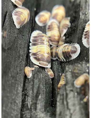 10 Cochinillas ''Capucchino'' - (Cubaris sp. cappuccino)