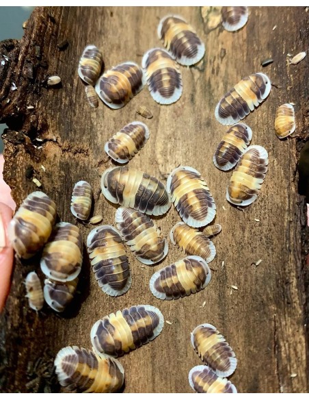 10 Cochinillas ''Capucchino'' - (Cubaris sp. cappuccino)