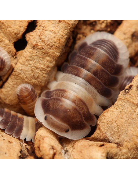 10 Cochinillas ''Capucchino'' - (Cubaris sp. cappuccino)