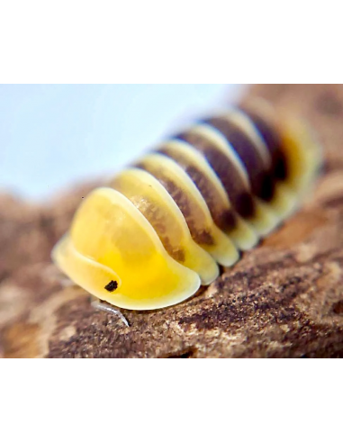 10 Isopodos ''Jupiter'' Cubaris sp. Uno de los mas raros del mundo. COmo cuidar cochinillas por internet para mascota.