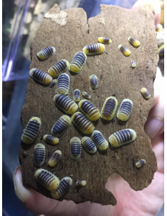 10 Isopodos ''Jupiter''... 2