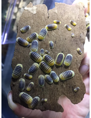 10 Isopodos ''Jupiter'' Cubaris sp. Uno de los...